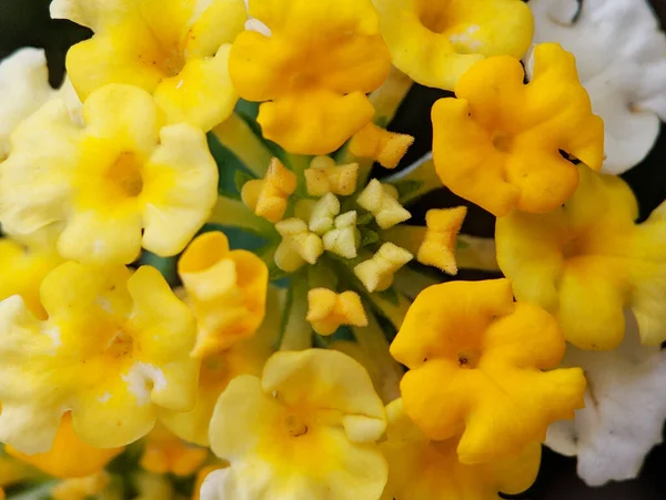 黄色の花を咲かせ アジアの熱帯植物 — ストック写真