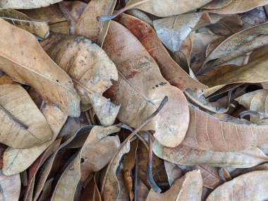 Kuru yaprakların dokusu, kapat.