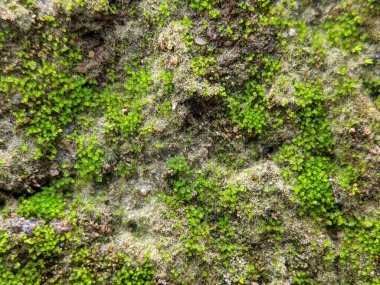 Güzel yosun yakın plan, doğal yosun dokusu arka plan