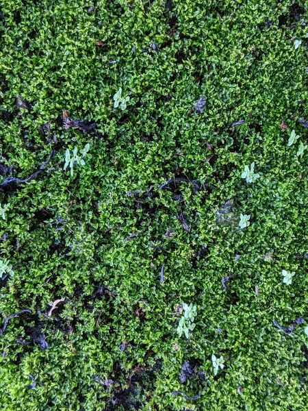 热带苔藓植物的特写 自然质感 — 图库照片