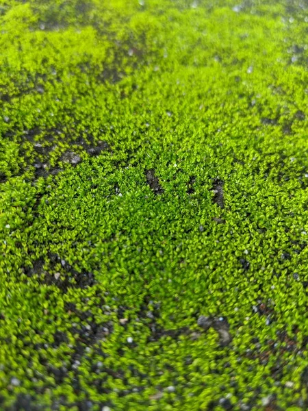 Texture Old Floor Fresh Green Moss — Stock Photo, Image