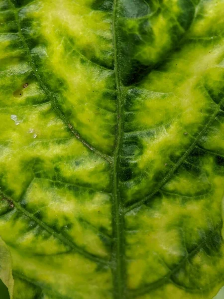 Chiliblad Textuur Achtergrond Close Bekijken — Stockfoto