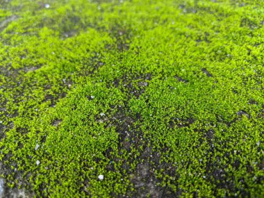 Taze yosun bitkisi dokusu arkaplanı, kapatın