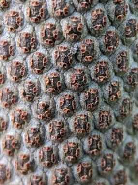 Anthurium bitkisinin dokusunu kapat, Asya tropikal bitkisi.