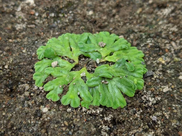 地面上的绿色苔藓纹理 热带自然背景 — 图库照片