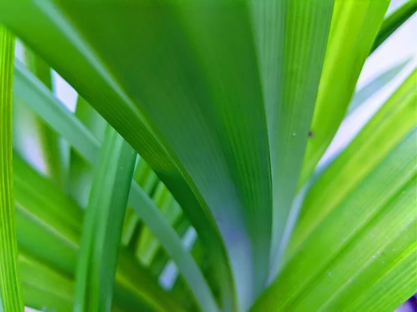 Wazig Natuurlijke Textuur Groene Pandanus Blad Achtergrond — Stockfoto