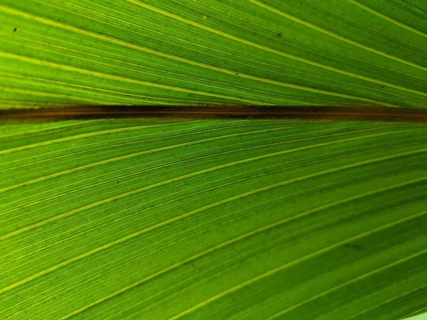 Texture Verde Cocco Foglie Palma Con Belle Righe — Foto Stock