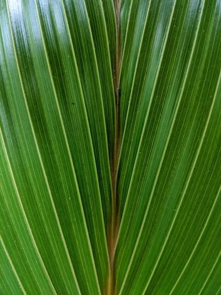 Young Coconut Leaf Texture Green Palm Leaf Background — Stock Photo, Image