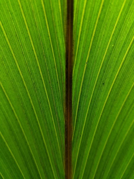 Textura Hoja Palma Verde Cocotero Joven —  Fotos de Stock