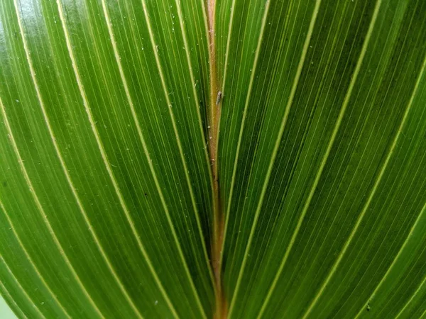 Vue Rapprochée Feuille Palmier Vert Plante Tropicale — Photo