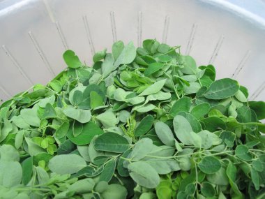 Davul yaprağı, kelor yaprakları yemek malzemeleri için.