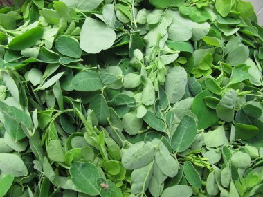 Davul yaprağı, kelor bitkisi, yaprak dokusu arka planı