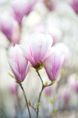 Baharda çiçek açan Japon manolyası tomurcukları.
