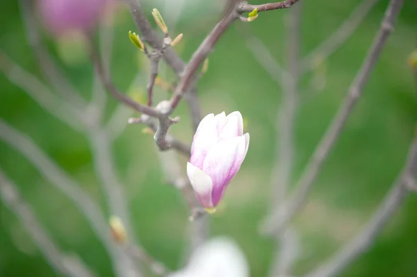 Bloeiende Lila Knoppen Van Japanse Magnolia Het Voorjaar — Stockfoto