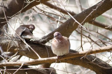 Yuvasına yakın bir ağaçta güvercin