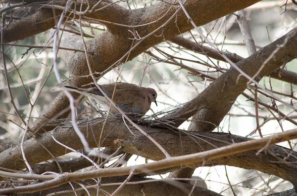 Taube Auf Einem Baum Der Nähe Ihres Nestes — Stockfoto