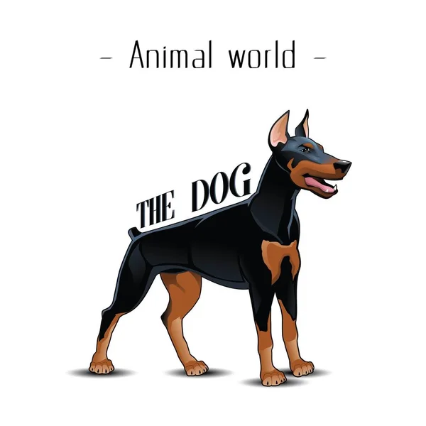 Тваринний Світ Тло Собака Доберман Векторне Зображення — стоковий вектор
