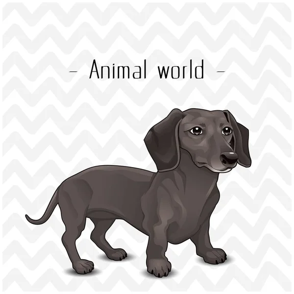 Тваринний Світ Тло Собаки Дахшаунд Векторне Зображення — стоковий вектор