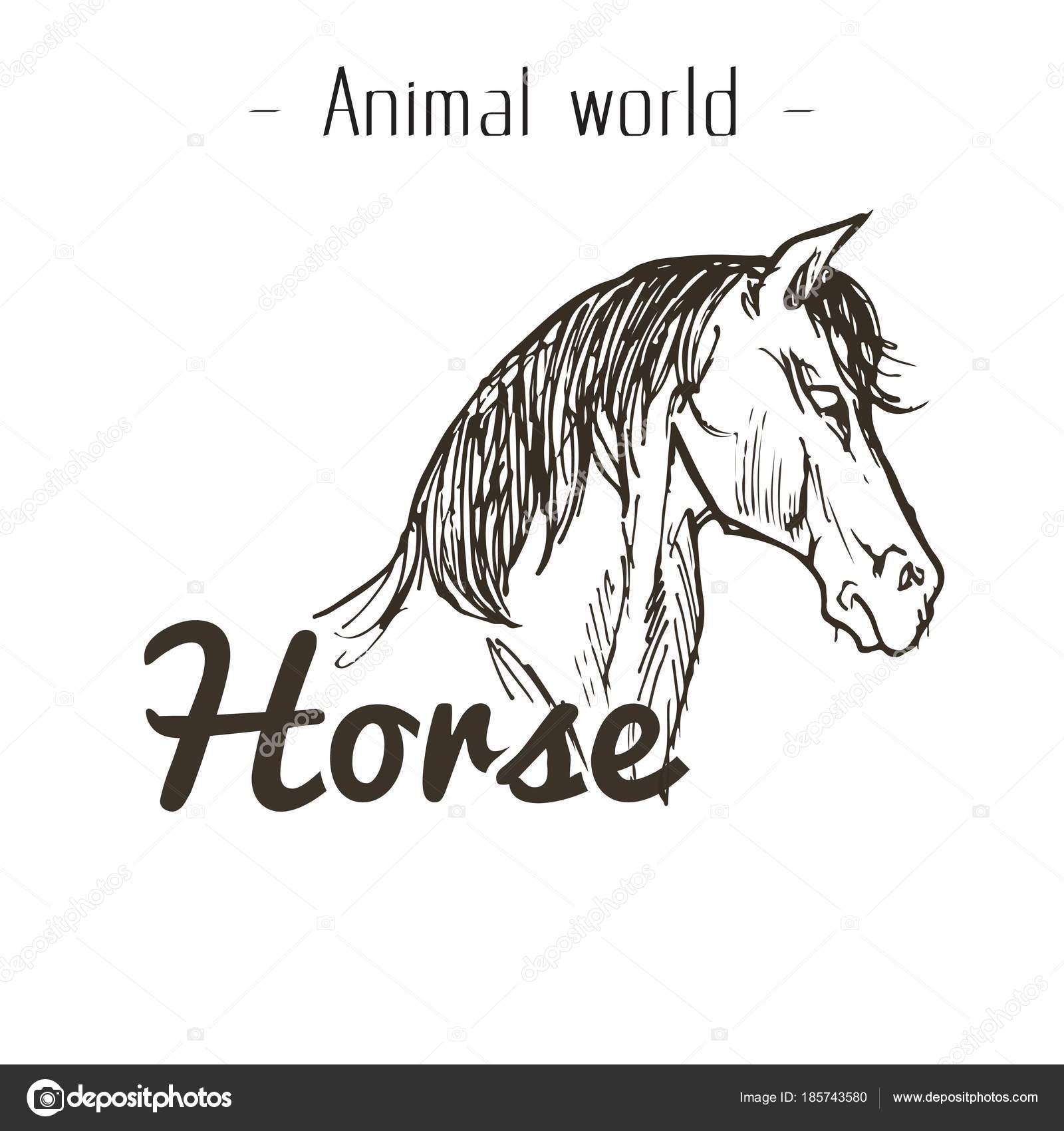 Die Welt Der Tiere Pferd Hand Zeichnen Vektor