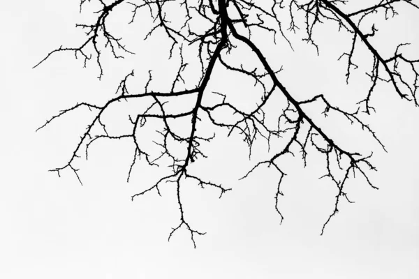 黒と白の木の枝 — ストック写真