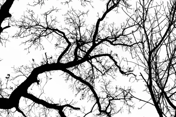 Fractales Branches Arbres Noir Blanc — Photo