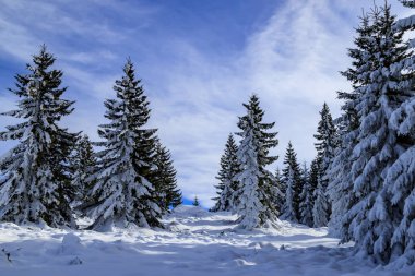 Bulgaristan 'ın Vitosha dağından kış manzaraları