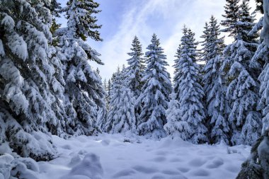 Bulgaristan 'ın Vitosha dağından kış manzaraları