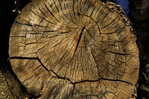 Κοντινό Πλάνο Κομμένου Δέντρου — Φωτογραφία Αρχείου
