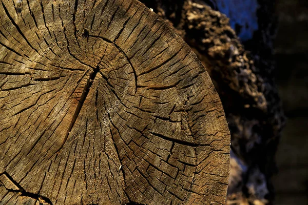 Närbild Ett Klippt Träd — Stockfoto