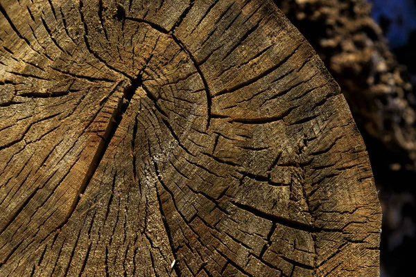 Närbild Ett Klippt Träd — Stockfoto