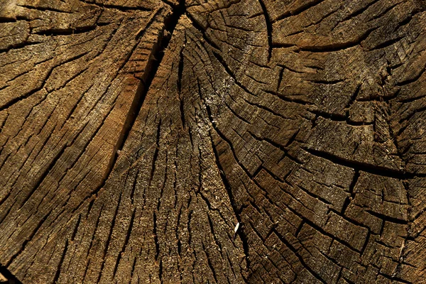 Närbild Ett Klippt Träd — Stockfoto