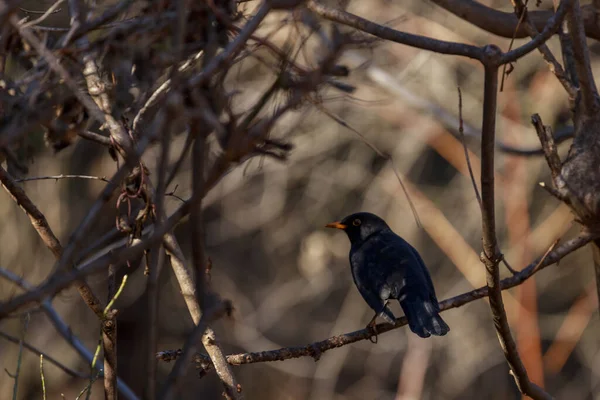 Amsel Auf Einem Ast — Stockfoto