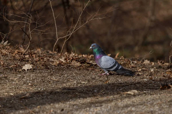 Pigeon on the ground in the park