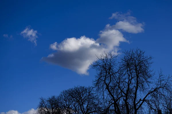 Kék Fehér Felhők Lombtalan Fák — Stock Fotó