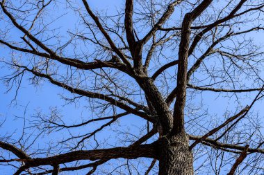 Mavi gökyüzünün arka planında yapraksız ağaç