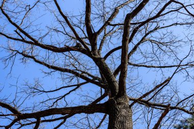 Mavi gökyüzünün arka planında yapraksız ağaç