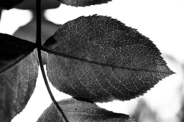 Aşağıdan bir gül yaprağını kapat