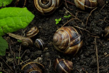 Yerde salyangoz kabuğu var. Yaklaş. 