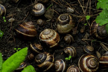 Yerde salyangoz kabuğu var. Yaklaş. 