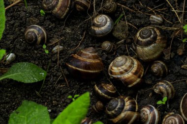 Yerde salyangoz kabuğu var. Yaklaş. 