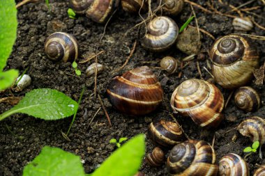 Yerde salyangoz kabuğu var. Yaklaş. 