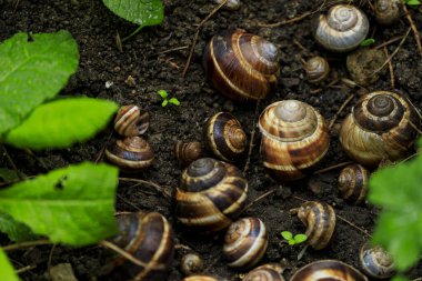 Yerde salyangoz kabuğu var. Yaklaş. 