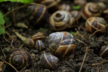 Yerde salyangoz kabuğu var. Yaklaş. 