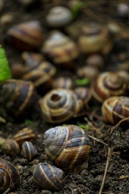 Yerde salyangoz kabuğu var. Yaklaş. 