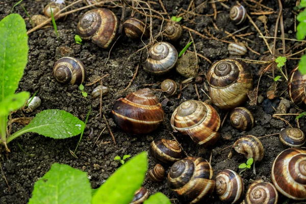 Yerde salyangoz kabuğu var. Yaklaş. 