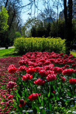 Bulgaristan 'ın Sofya kentinde bahar çiçekleriyle dolu bir sokak