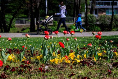 Bulgaristan 'ın Sofya kentinde bahar çiçekleriyle dolu bir sokak