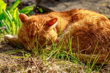 Kedi Arthur arka bahçede uyuyor.