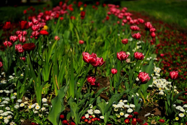 Alley with spring flowers in Sofia, Bulgaria