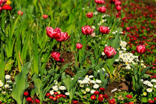 Alley with spring flowers in Sofia, Bulgaria